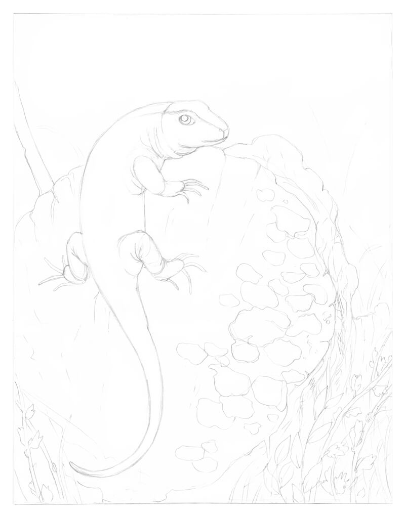 改进蜥蜴的铅笔画