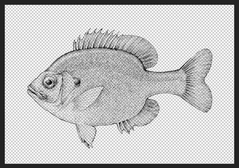 选择数字绘画区域