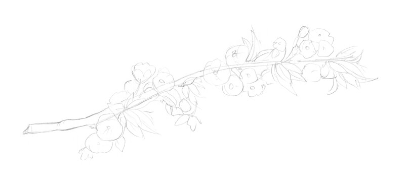 花的速写