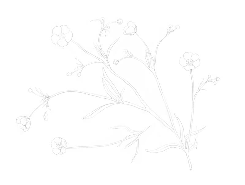 素描的花