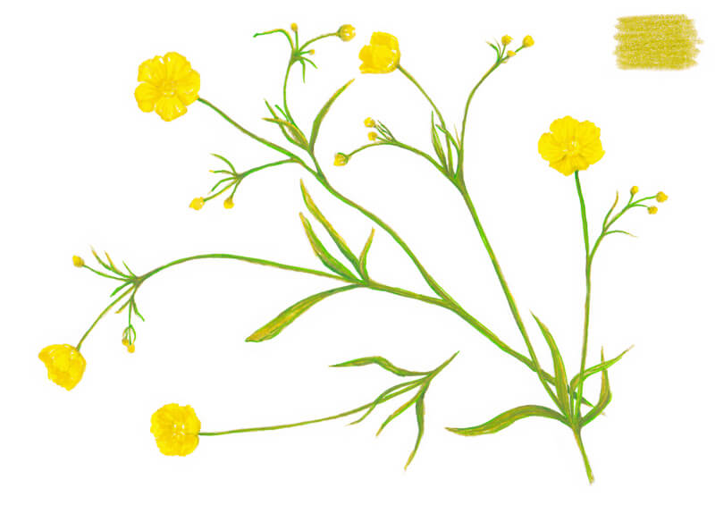 增加绿色的茎花的画