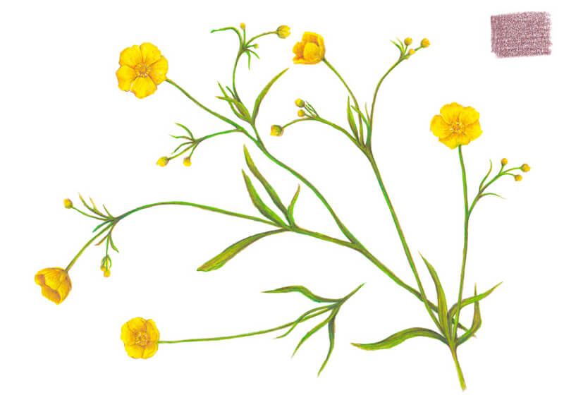 植物插图毛茛属植物的花和彩色铅笔标记