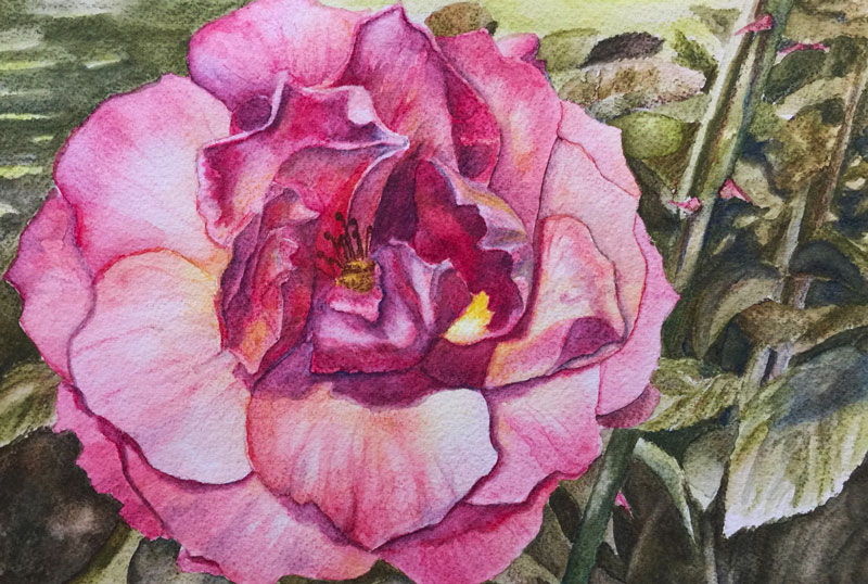 绘画想法-近距离画一朵花