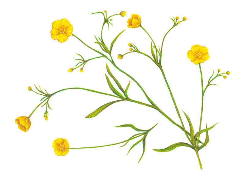 植物插图毛茛属植物的花和彩色铅笔标记