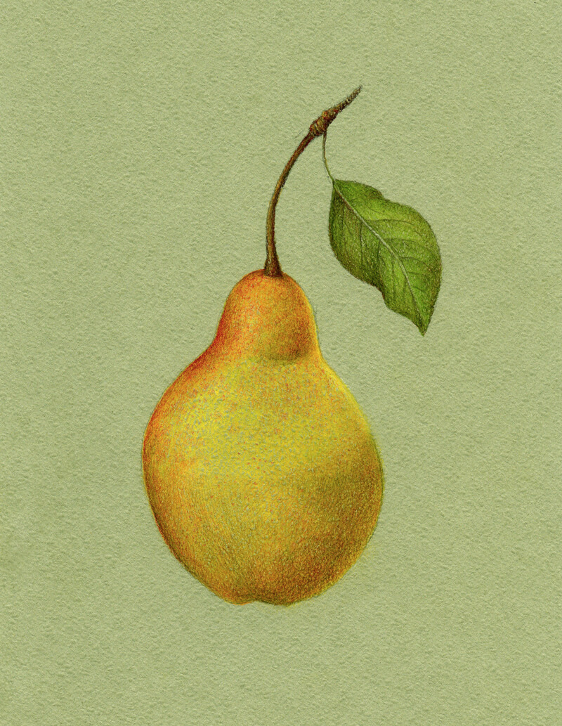 Developing the core shadow on the body of the pear