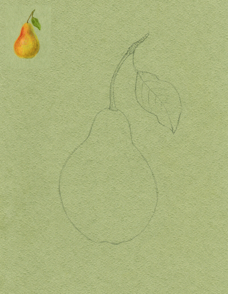 Pencil sketch of the contours of the pear