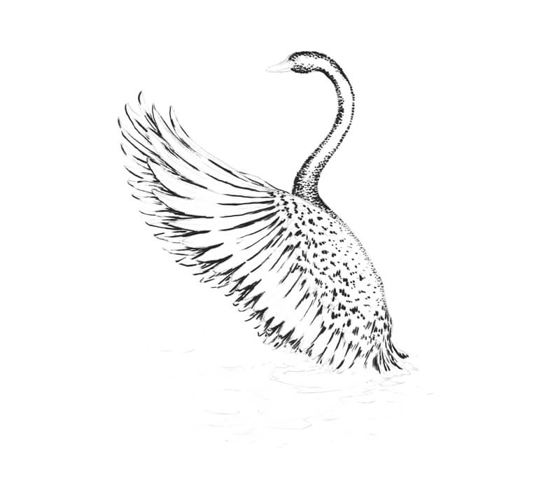 将毛笔的第一次应用添加到天鹅的绘画中
