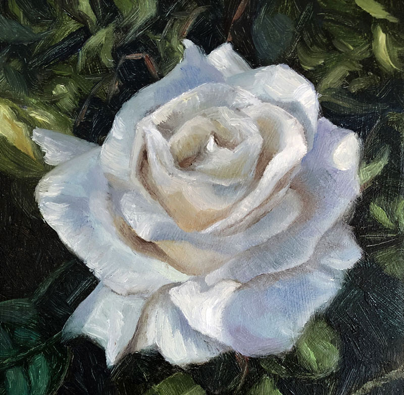 白玫瑰油画