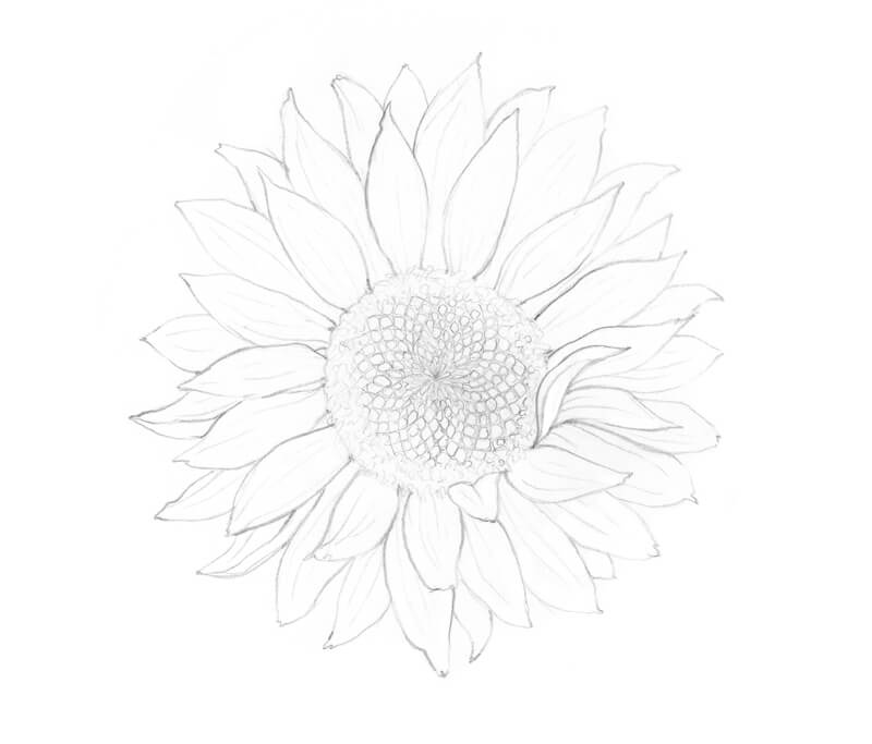 石墨素描的花笔墨应用程序