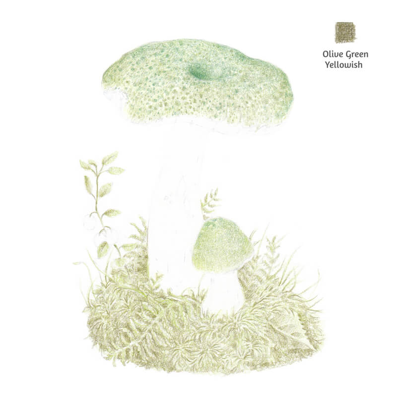 在蘑菇和周围的植物中加入深绿色
