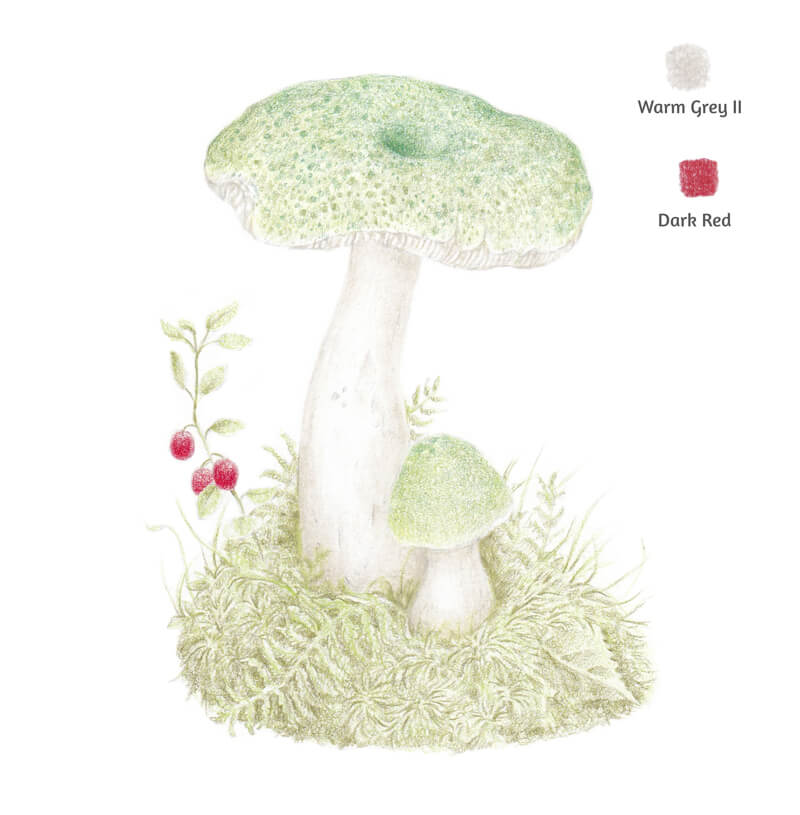 在蘑菇周围的浆果中加入红色