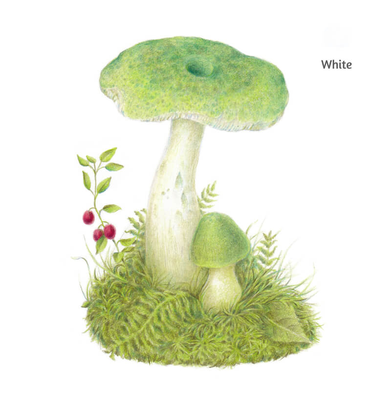 用白色擦亮彩色铅笔画