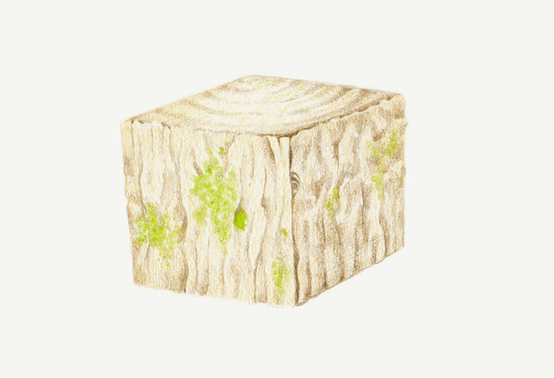 用彩色铅笔画苔藓
