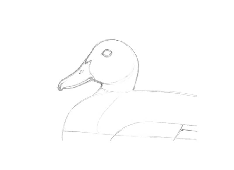 精炼鸭头的绘画
