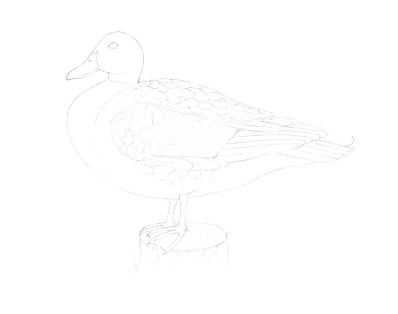 将铅笔素描转移到水彩纸上
