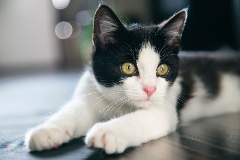 猫照片参考