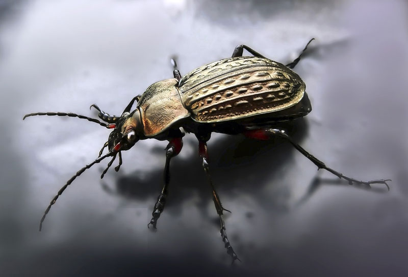 用彩色铅笔绘制Bug参考