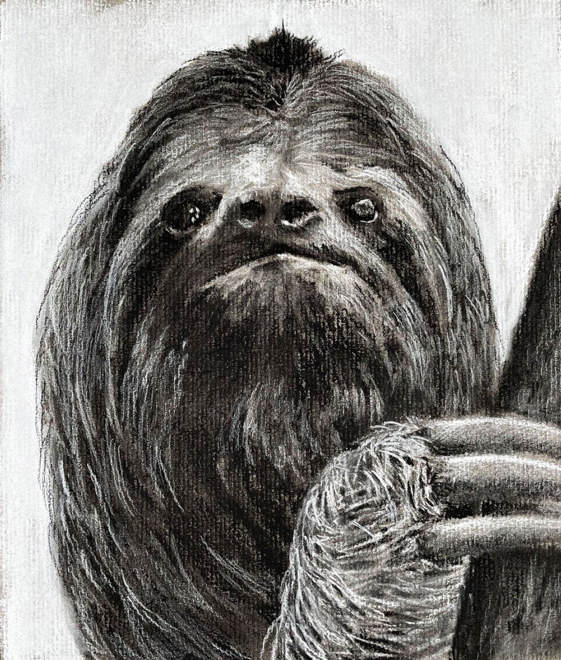 树懒的炭笔画