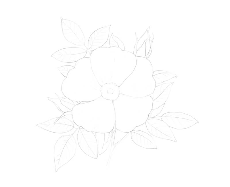 野玫瑰的等高线画