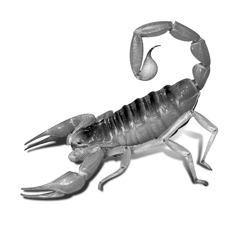 蝎子照片参考