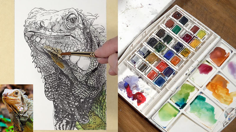 首先在鬣蜥身上涂上水彩画