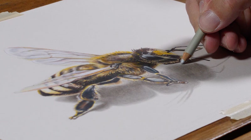 Prismacolor Premier彩色铅笔在行动