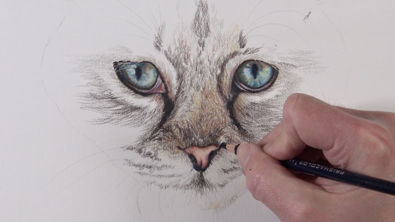 画猫的鼻子