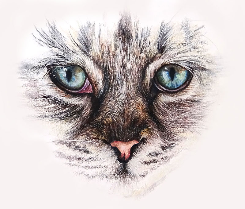 如何画猫的眼睛
