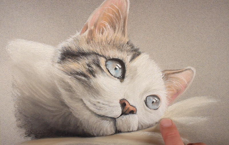 在猫的下面添加颜色