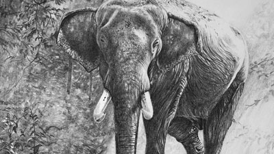 如何用铅笔画大象