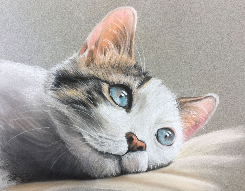 如何用粉彩画一只猫