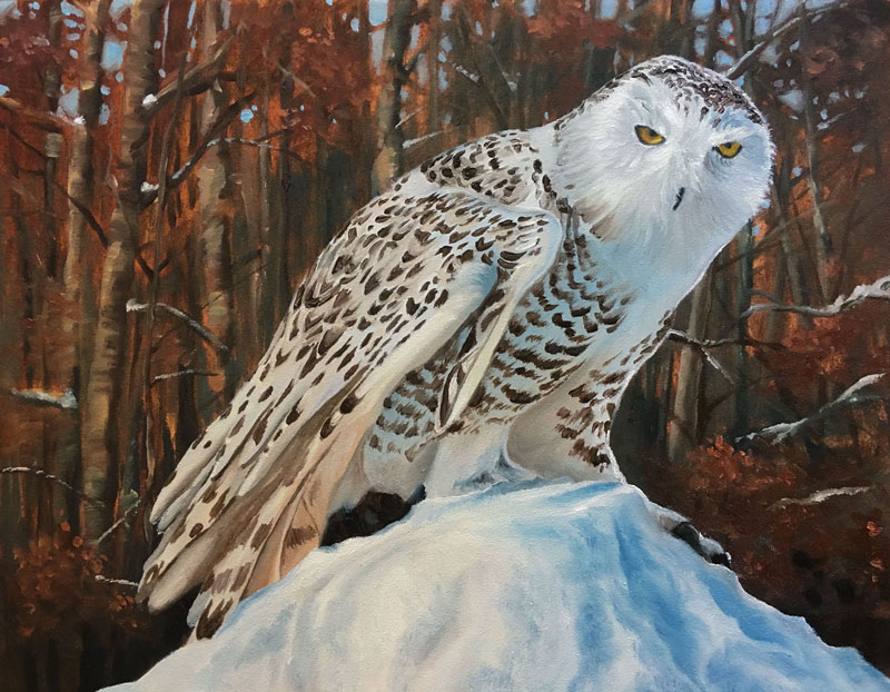 油画《雪鸮》