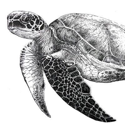 钢笔和墨水——海龟