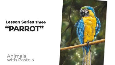 有色彩的动物——鹦鹉