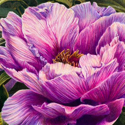 牡丹花有彩色铅笔系列