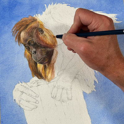 猩猩与水彩铅笔