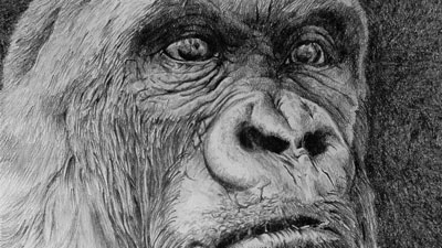 绘画的秘密——从照片中作画