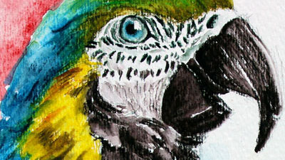 如何用墨水铅笔画画-鸟课