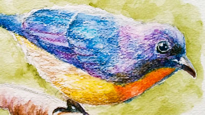 如何用水彩铅笔画一只鸟