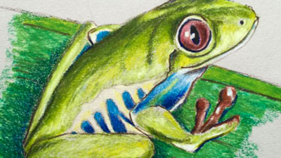 彩色铅笔画的树蛙课程系列