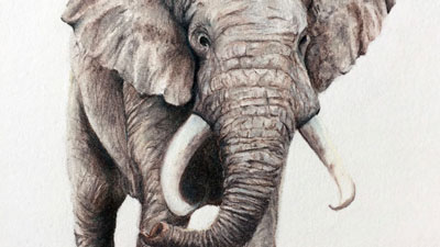 如何用彩色铅笔画大象