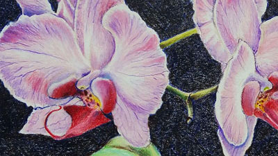 如何用彩色铅笔画兰花-课程系列