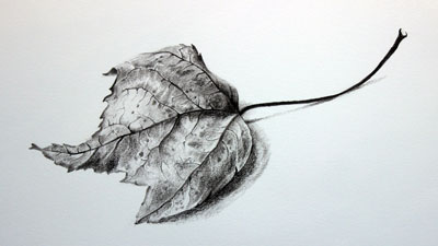如何用石墨铅笔画出逼真的叶子