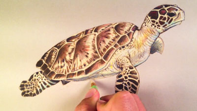 绘画的秘密——彩色铅笔